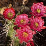 auto title loan in Phoenix - Desert Flower